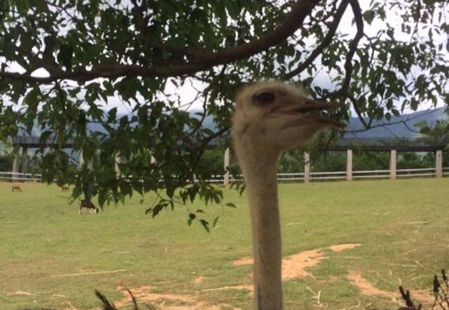 台東原生応用植物園