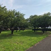 竹林と梅林が美しい公園