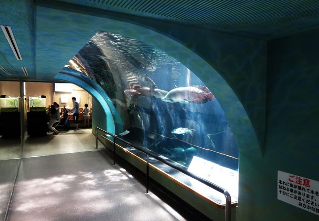 道の駅に併設された水族館。