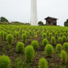 風力発電の下のコキア