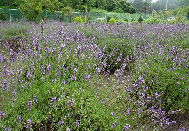 季節の花が楽しめる （いわき市フラワーセンター）