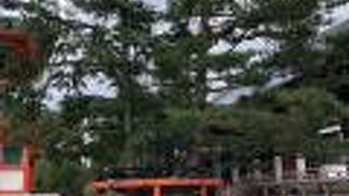 根本大堂の前にある松