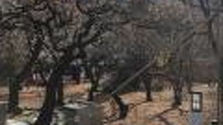 まだ咲いていませんでした