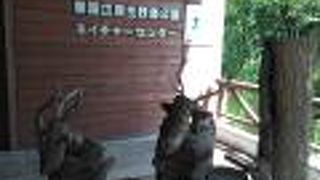 春国岱の野鳥が紹介されています