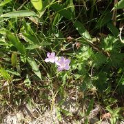 花の宝庫の霧ケ峰高原(2)