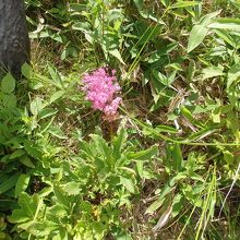 アカバナシモツケソウ