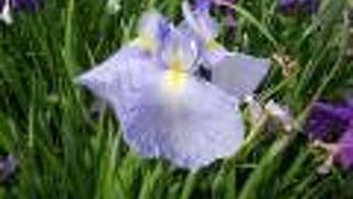 みごとな花菖蒲