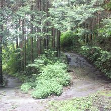 途中から山道