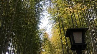 美しい竹林と温かい足湯を堪能