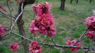 ちょっと早かった・・・