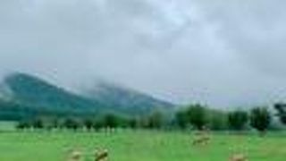 ランチ、乳製品(スイーツ含む)、お土産など、楽しめるスポット。　晴れた日に行くのがおすすめです!