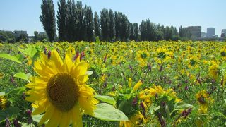 北側から眺めるとひまわりや菜の花（7月）