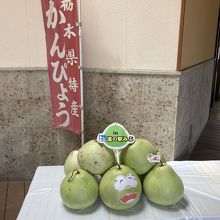 栃木県干瓢の産地