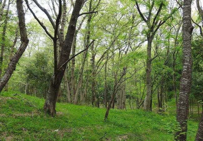 茨城県水郷県民の森 クチコミ アクセス 営業時間 潮来 フォートラベル 茨城県水郷県民の森 クチコミ アクセス 営業時間 潮来 フォートラベル