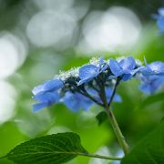 愛知県のあじさい寺