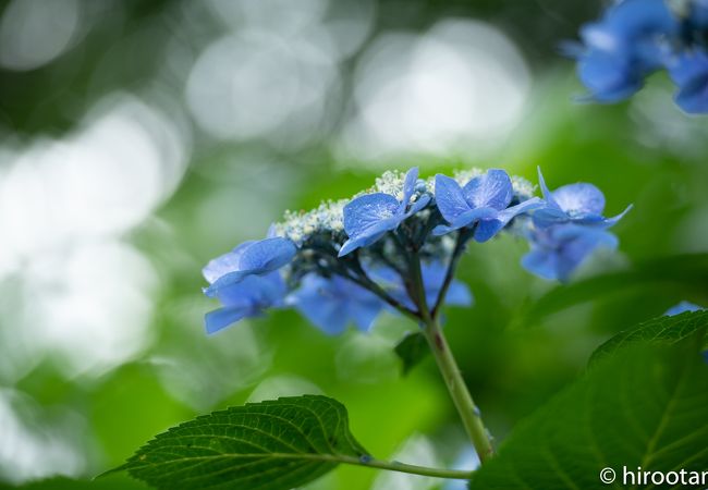 愛知県のあじさい寺