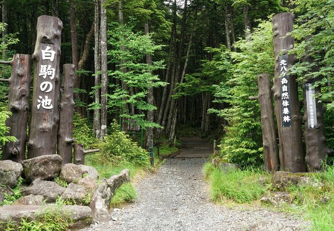 苔の森が良い雰囲気の白駒の池