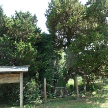 御神木は道路の向かい側