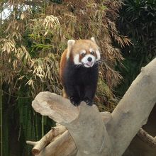 レッサーパンダ