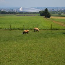 札幌ドームと羊