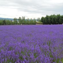 一面ラベンダー
