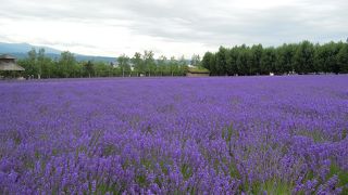 一面ラベンダー