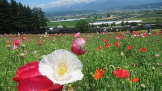 ラベンダーの香りの手指消毒用アルコールを販売