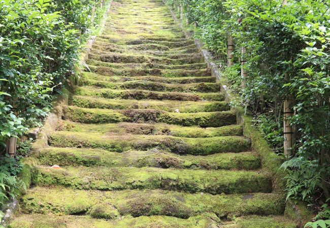妙法寺 苔寺 クチコミ アクセス 営業時間 鎌倉 フォートラベル 妙法寺 苔寺 クチコミ アクセス 営業時間 鎌倉 フォートラベル