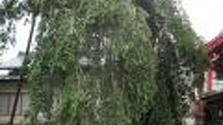 白河駅南口から南西のエリアにあります。