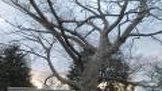 大きなケヤキは樹齢1000年？