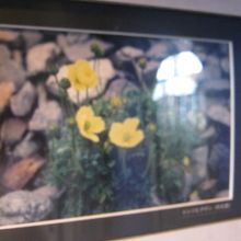 リシリヒナゲシの写真が飾られていました