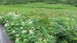 リフト下にも高山植物！