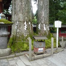 御神木がいっぱい。そのうちのひとつ