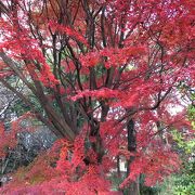 紅葉がとてもきれい