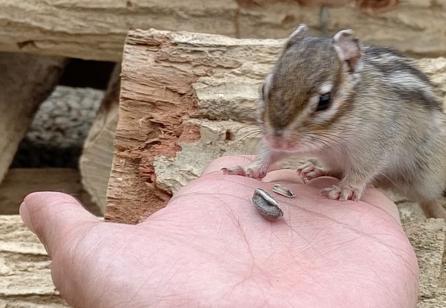 人懐っこいシマリス