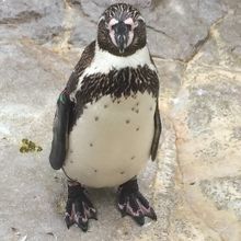 かわいいフンボルトペンギン