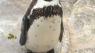 チョウザメやバイカルアザラシも