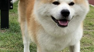 秋田犬が見れます！