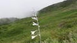 森林限界を体験