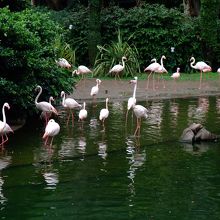 九龍公園百鳥苑