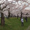 桜の季節がベスト