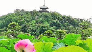 三渓園のシンボル的　旧燈明寺三重塔