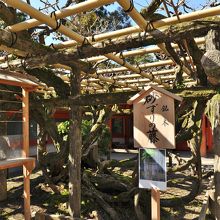 樹齢800年の藤の古木