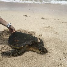 ウミガメの放流