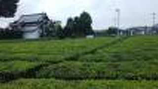 茶畑に囲まれています