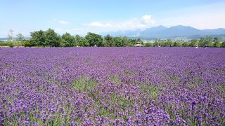 ２０年ぶりに行きました