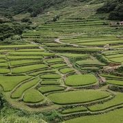 田植え後の新緑がまぶしいのどかな棚田風景でした