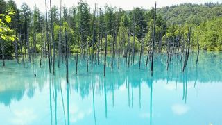 本当に青い♪ 行って良かった「青い池」