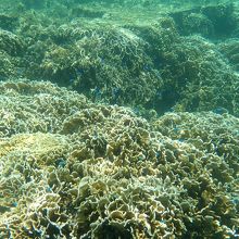 サンゴも多いです。