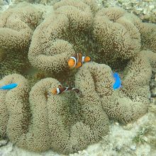 アイドル的な存在です。スズメダイもたくさん！